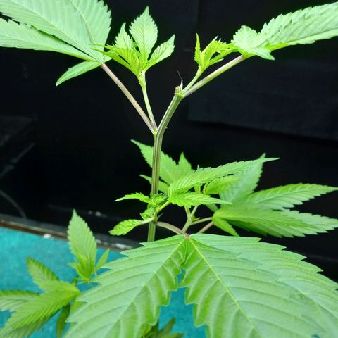 Cindy growlog timeline photo