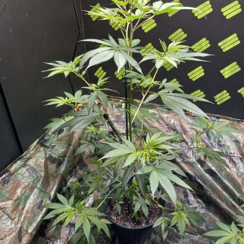 Martha growlog timeline photo