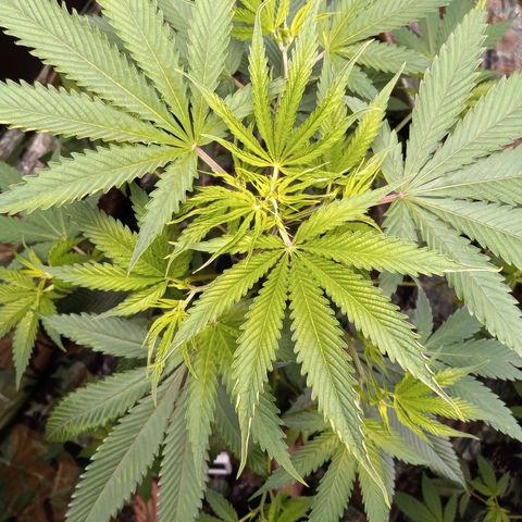 Martha growlog timeline photo