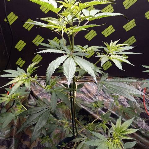 Martha growlog timeline photo