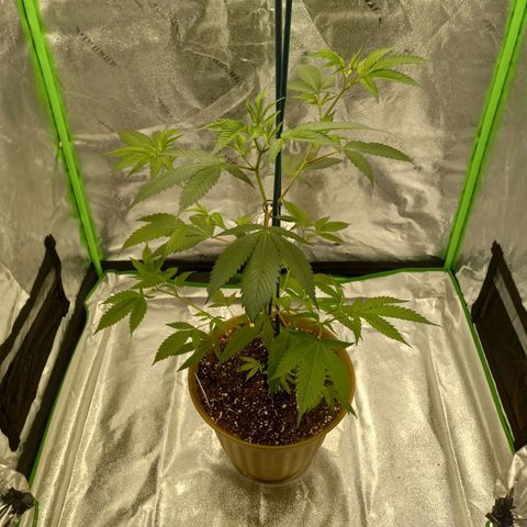 Cindy growlog timeline photo