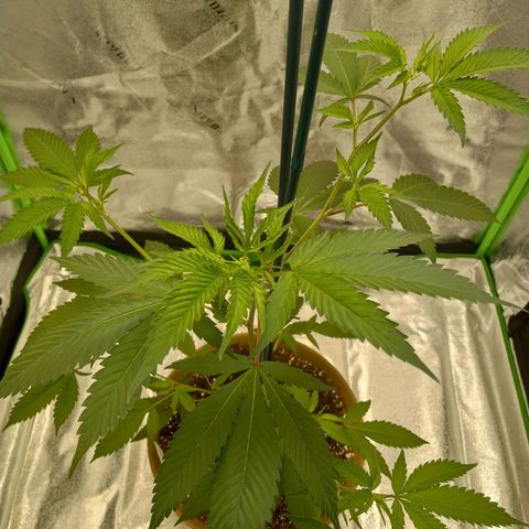 Cindy growlog timeline photo