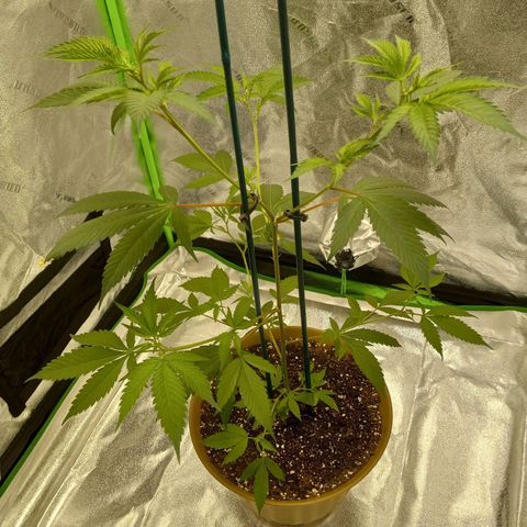 Cindy growlog timeline photo