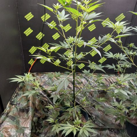 Martha growlog timeline photo