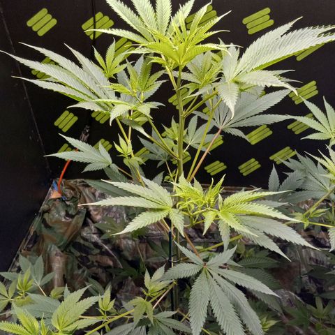 Martha growlog timeline photo