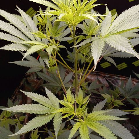 Martha growlog timeline photo