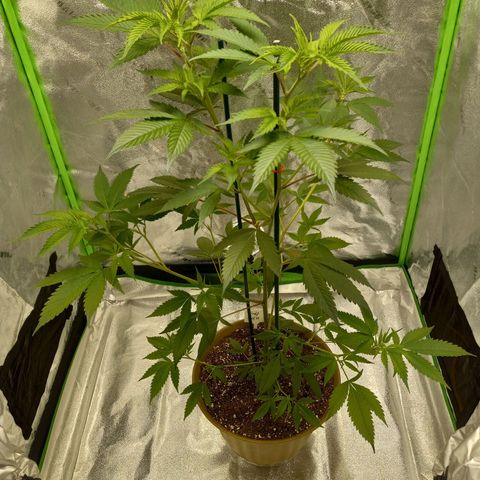 Cindy growlog timeline photo