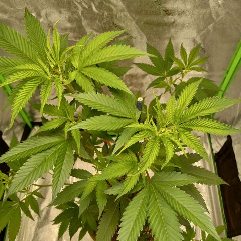 Cindy growlog timeline photo