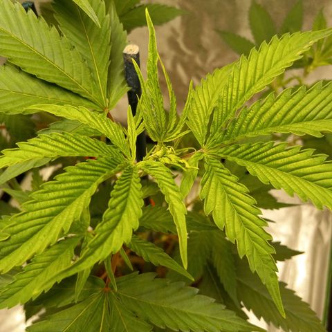 Cindy growlog timeline photo