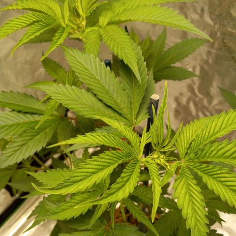 Cindy growlog timeline photo