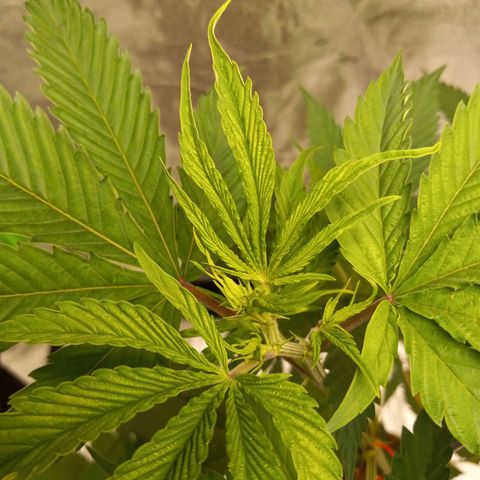 Cindy growlog timeline photo