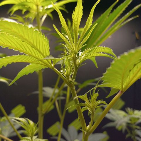 Martha growlog timeline photo