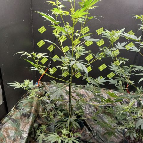 Martha growlog timeline photo