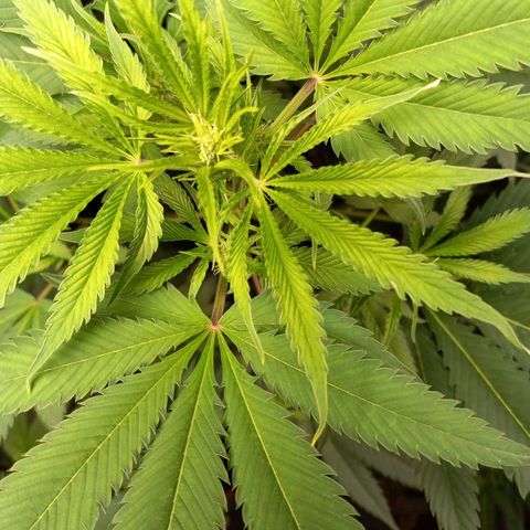 Martha growlog timeline photo
