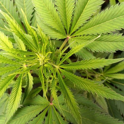 Martha growlog timeline photo