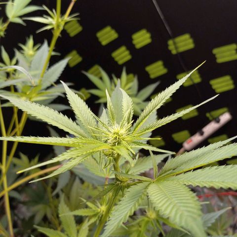 Martha growlog timeline photo