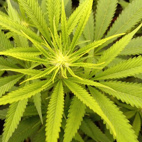 Martha growlog timeline photo