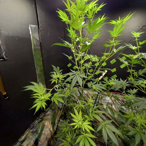 Martha growlog timeline photo