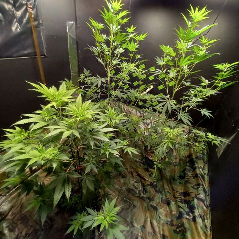 Martha growlog timeline photo