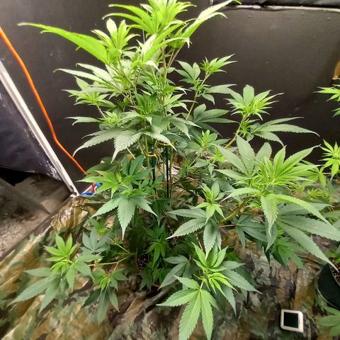 Cindy growlog timeline photo