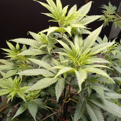 Cindy growlog timeline photo