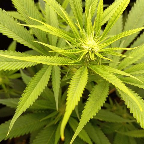 Martha growlog timeline photo