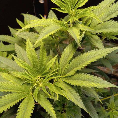 Cindy growlog timeline photo