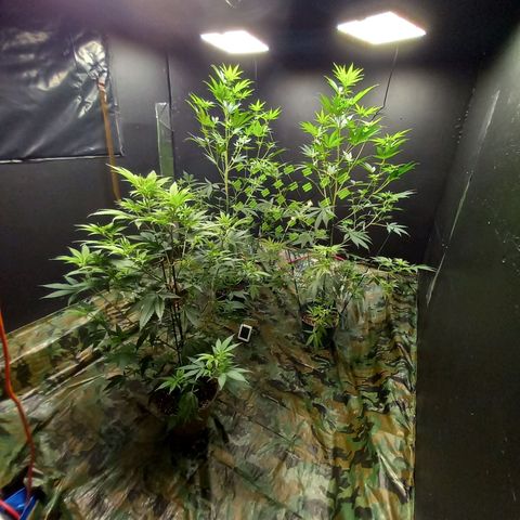 Martha growlog timeline photo