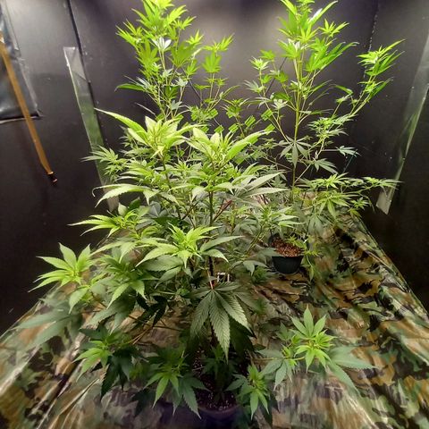 Martha growlog timeline photo
