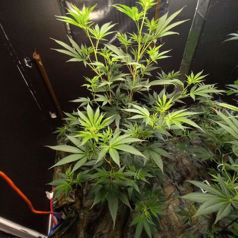 Cindy growlog timeline photo