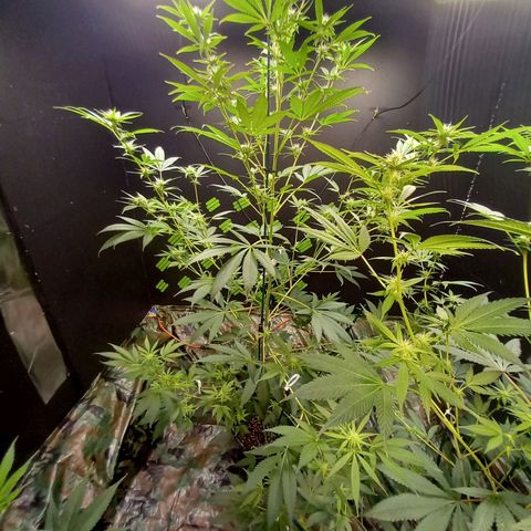 Martha growlog timeline photo