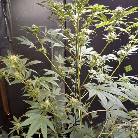 Martha growlog timeline photo