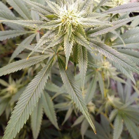 Martha growlog timeline photo