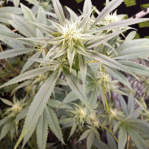 Martha growlog timeline photo