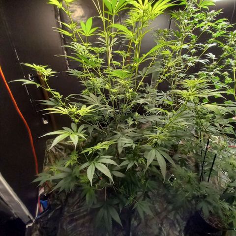 Cindy growlog timeline photo