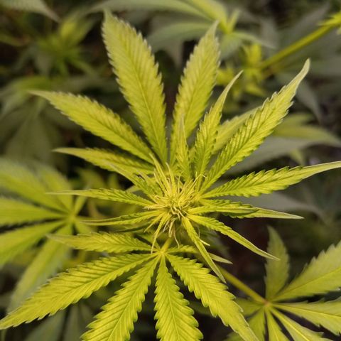 Cindy growlog timeline photo