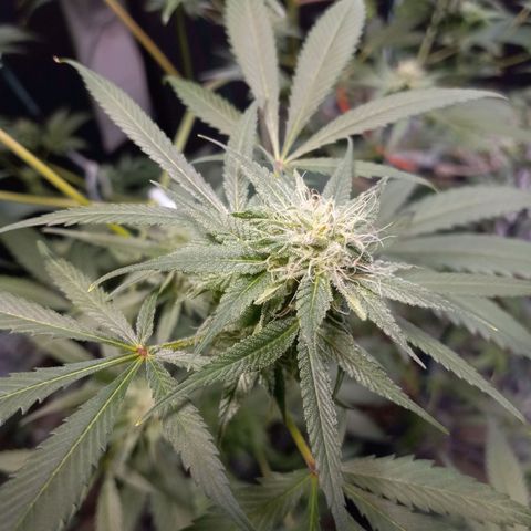 Martha growlog timeline photo