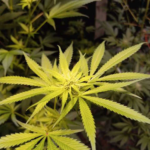 Cindy growlog timeline photo