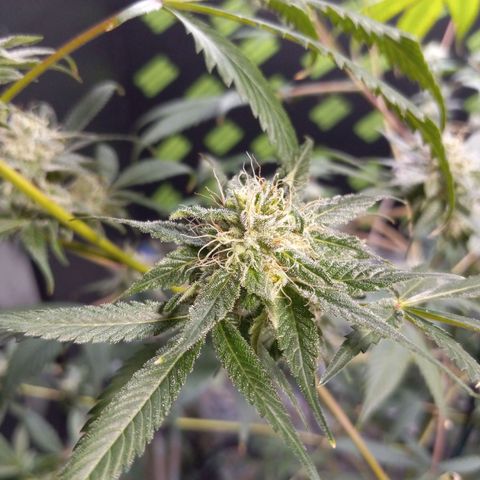 Martha growlog timeline photo