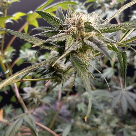 Martha growlog timeline photo