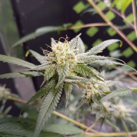 Martha growlog timeline photo