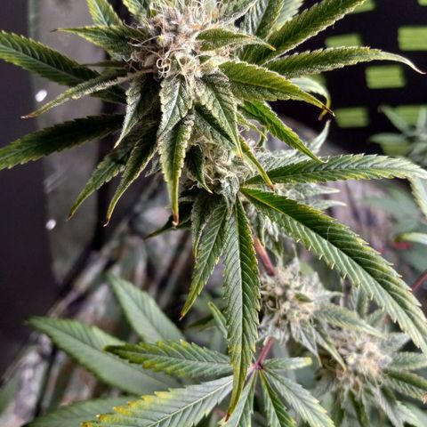Martha growlog timeline photo
