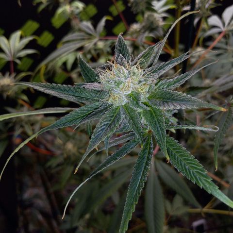 Martha growlog timeline photo