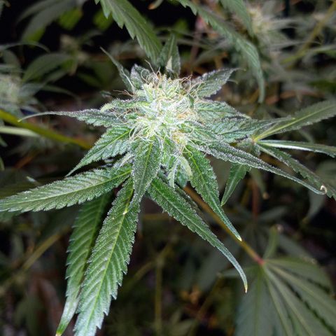 Martha growlog timeline photo