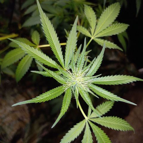 Cindy growlog timeline photo