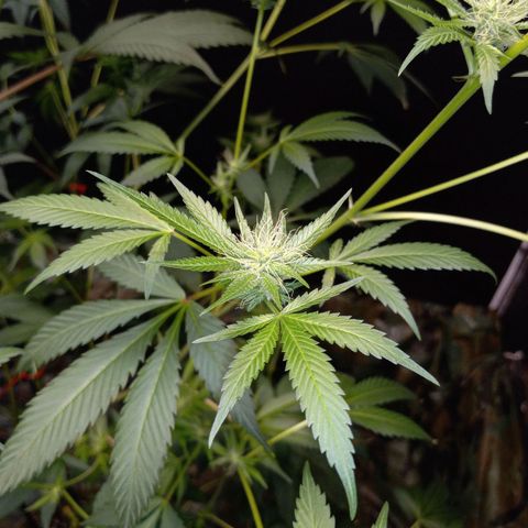 Cindy growlog timeline photo