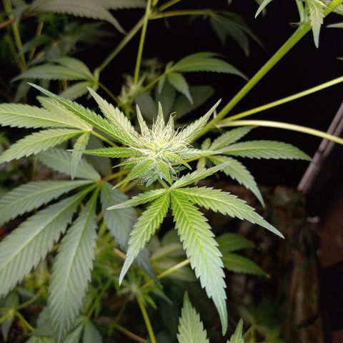 Cindy growlog timeline photo