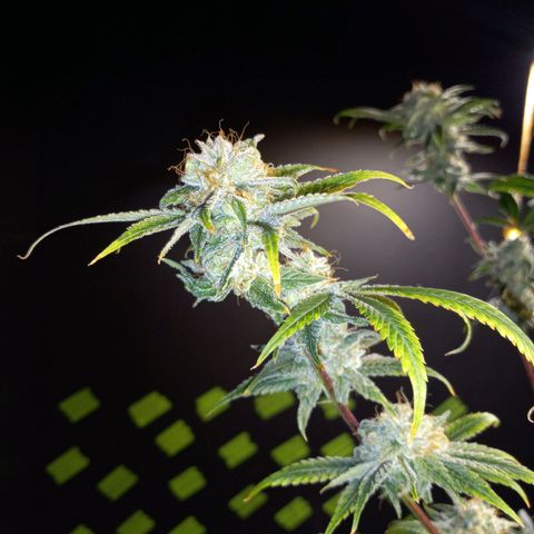 Martha growlog timeline photo