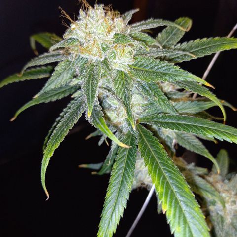 Martha growlog timeline photo