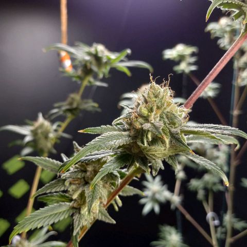 Martha growlog timeline photo